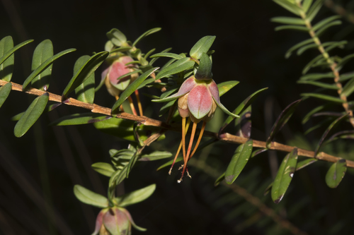 Darwinia citriodora