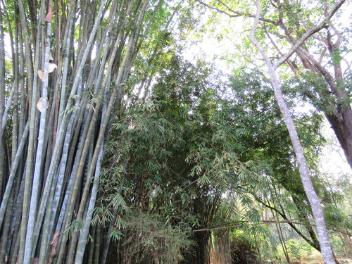 Dendrocalamus giganteus