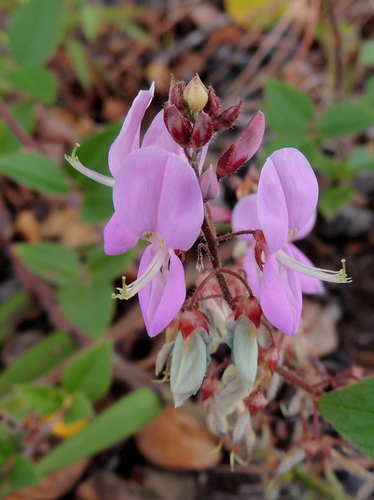 Desmodium intortum