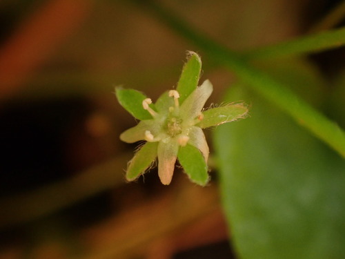 Dichondra repens
