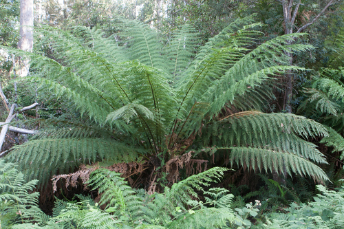 Dicksonia antarctica