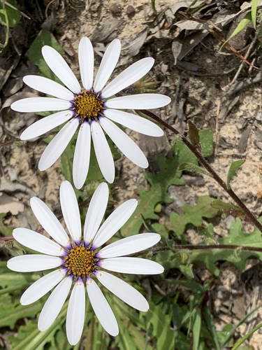 Dimorphotheca pluvialis