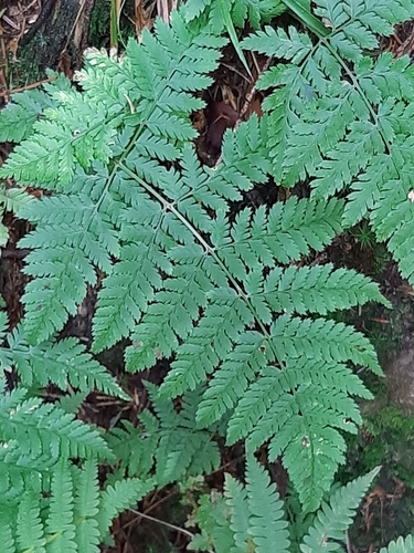Dryopteris dilatata