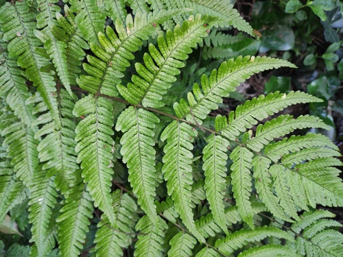 Dryopteris erythrosora