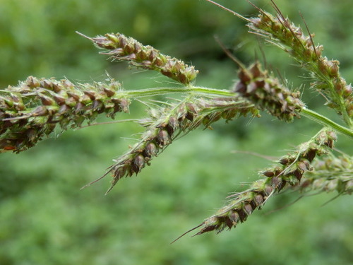Echinochloa crus-galli