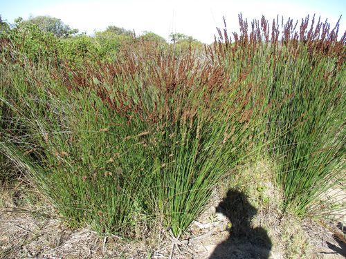 Elegia tectorum