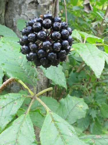 Eleutherococcus senticosus