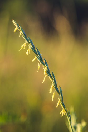 Elymus repens