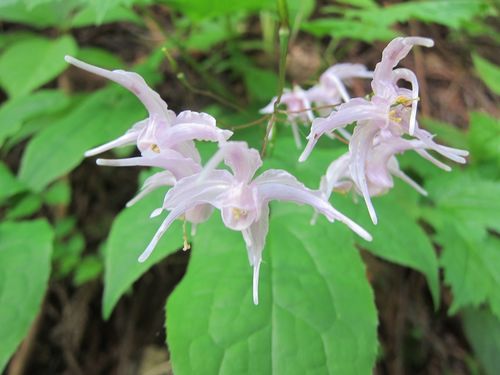 Epimedium grandiflorum