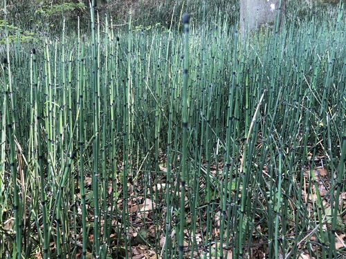 Equisetum hyemale
