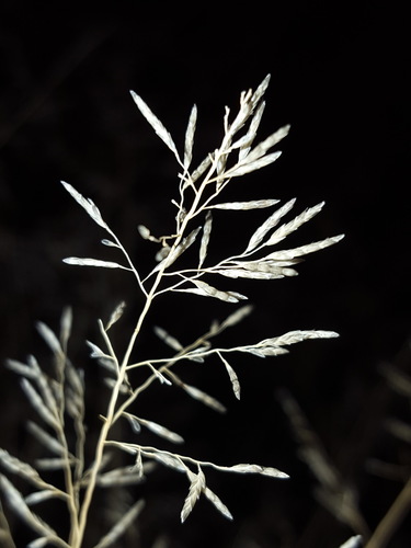 Eragrostis lehmanniana