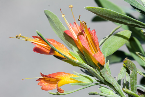 Eremophila glabra