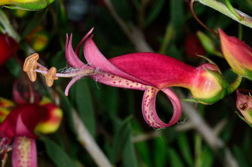 Eremophila maculata