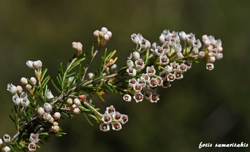 Erica arborea