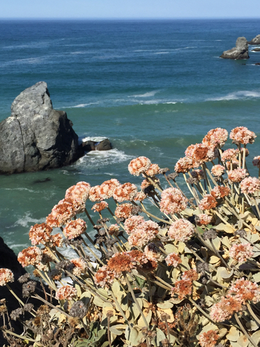 Eriogonum latifolium