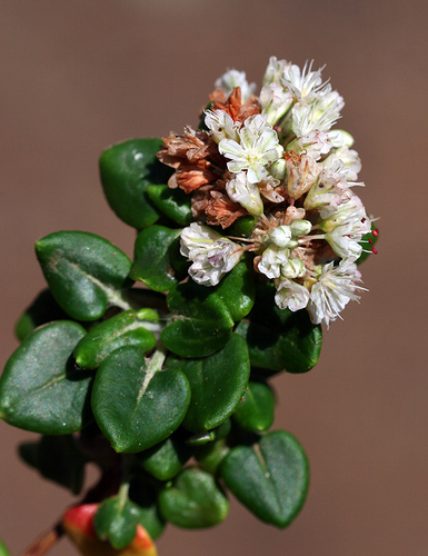 Eriogonum parvifolium