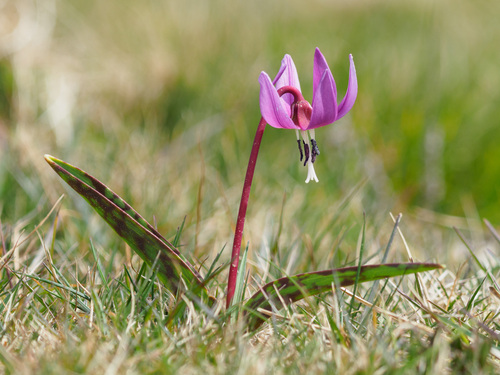 Erythronium dens-canis