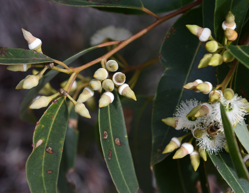Eucalyptus marginata