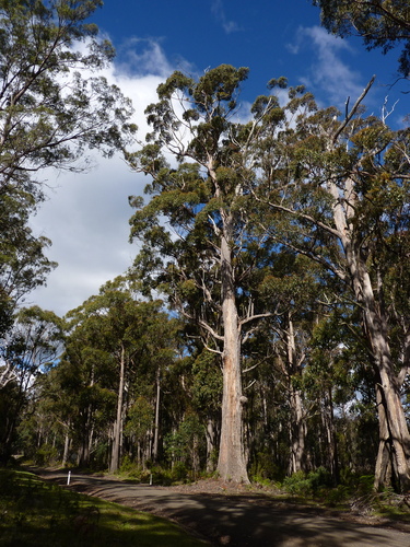 Eucalyptus obliqua