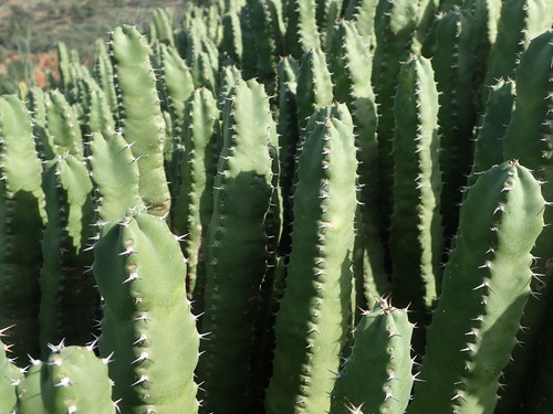 Euphorbia resinifera