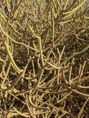 Euphorbia tirucalli
