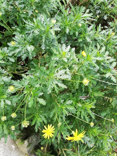 Euryops chrysanthemoides