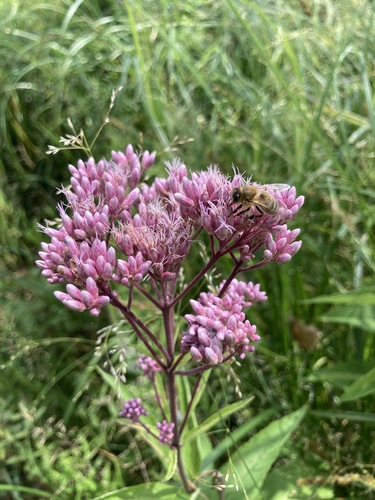 Eutrochium maculatum