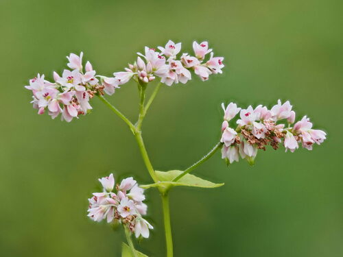 Fagopyrum esculentum