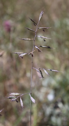 Festuca idahoensis