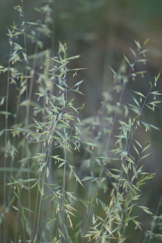 Festuca rubra