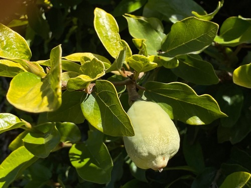 Ficus pumila