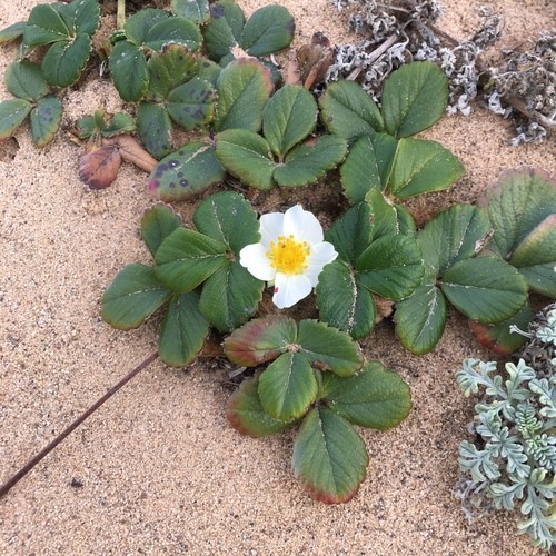 Fragaria chiloensis