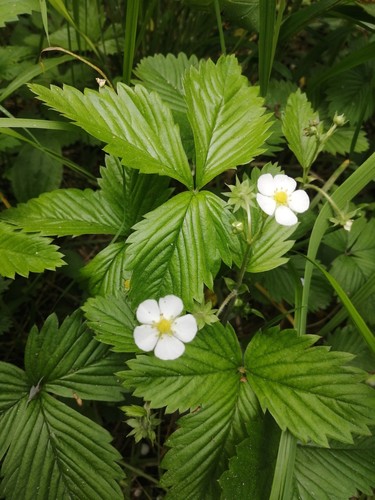 Fragaria vesca