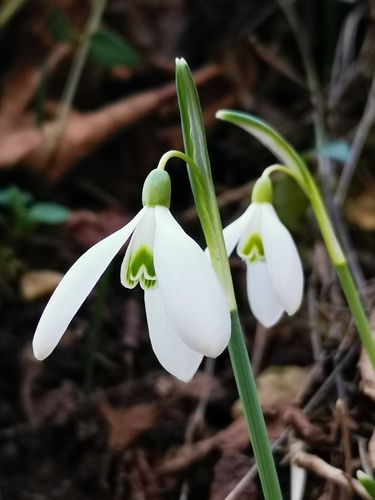 Galanthus nivalis