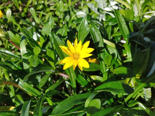 Gazania rigens