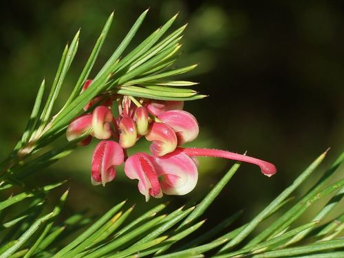 Grevillea rosmarinifolia