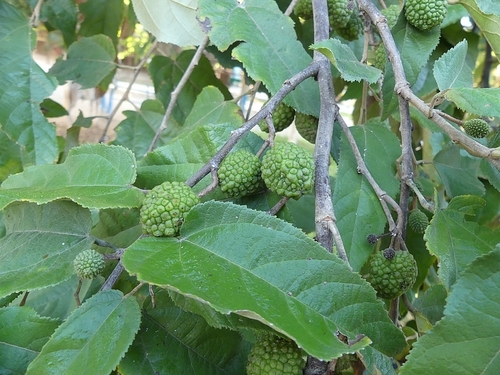 Guazuma ulmifolia
