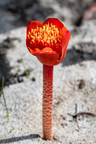 Haemanthus coccineus