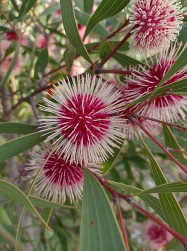 Hakea laurina