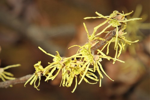 Hamamelis virginiana