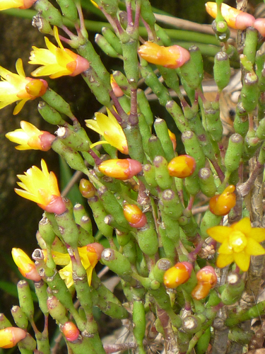 Hatiora salicornoides