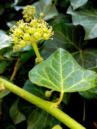 Hedera helix