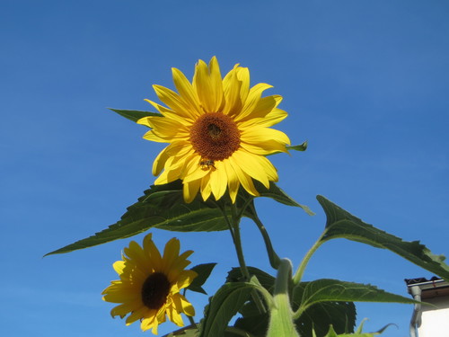 Helianthus annuus