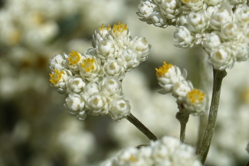 Helichrysum petiolare