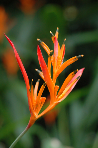 Heliconia psittacorum