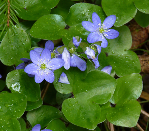 Hepatica nobilis
