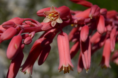 Hesperaloe parviflora