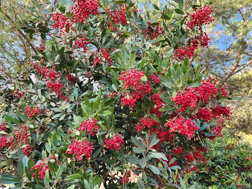 Heteromeles arbutifolia