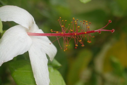 Hibiscus waimeae