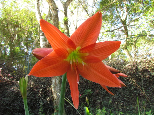 Hippeastrum striatum